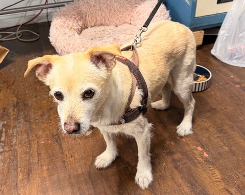 Photo of Little Man Contact Sylva, adoptable senior Terrier in Marina Del Rey, California