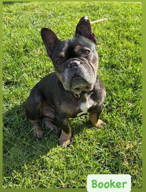 Photo of Booker, adoptable senior French Bulldog in San Diego, California