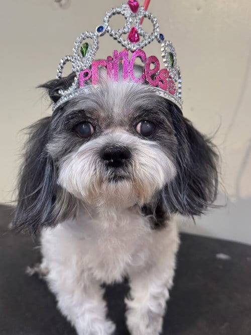 Photo of Princess, adoptable senior Shih Tzu in Tarrytown, Georgia