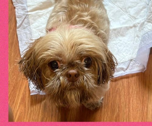 Photo of Nala, adoptable senior Shih Tzu in Wheaton, Illinois