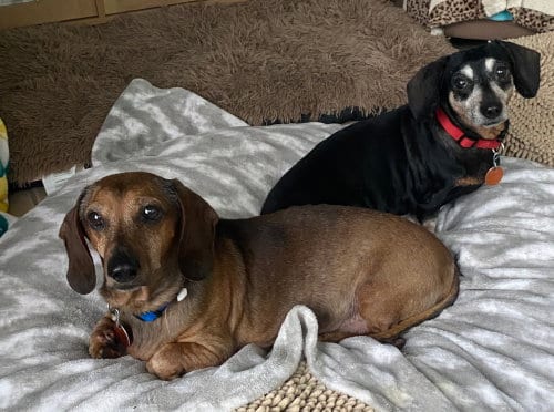 Photo of Ike & Francy, adoptable senior Dachshund in Georgetown, Colorado