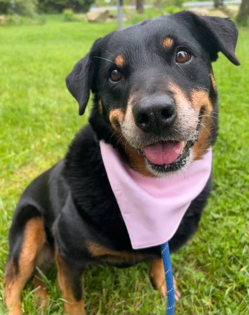 Mirage Bailey, adoptable senior Rottweiler in Rockaway, NJ