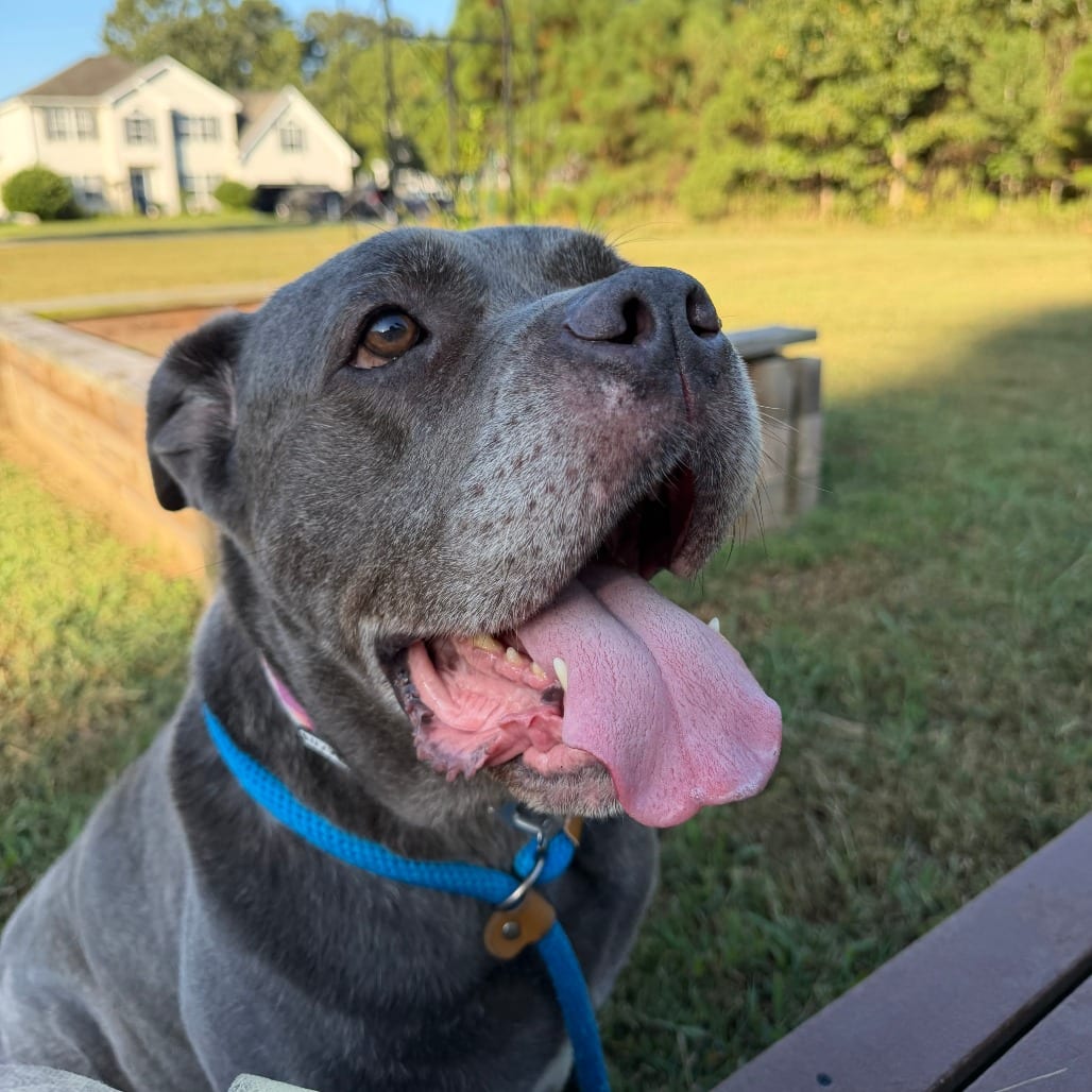 Photo of Isabella, adoptable senior Mastiff, Neapolitan / Mix in Chesapeake, Virginia