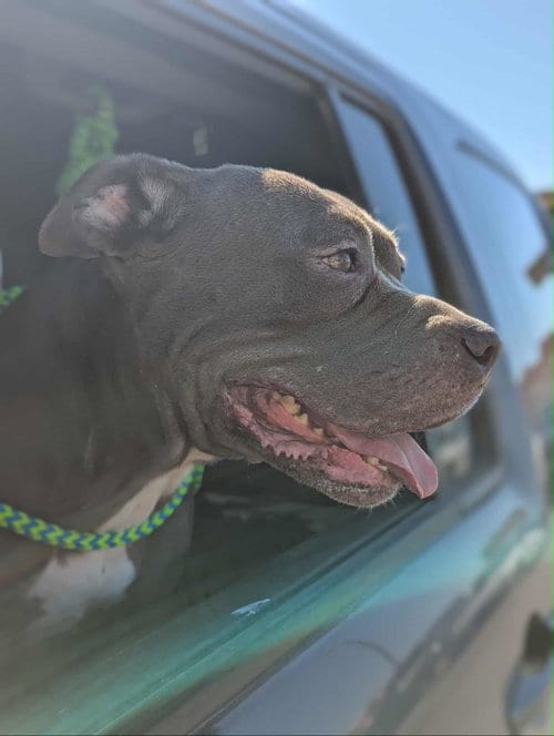 Photo of Roxy, adoptable senior Pit Bull Terrier in El Centro, California