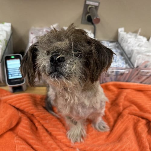 Photo of Lucky, adoptable senior Shih Tzu in Rancho Cucamonga, California