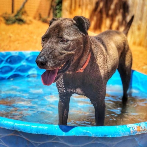 Watts, adoptable senior Labrador Retriever in Kanab, UT
