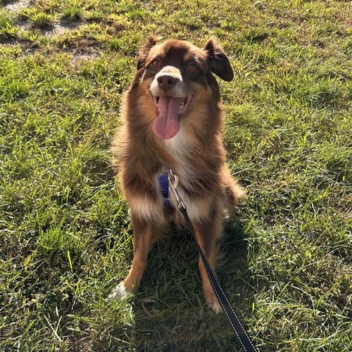Photo of Olive, adoptable senior Australian Shepherd in Centerville, Massachusetts