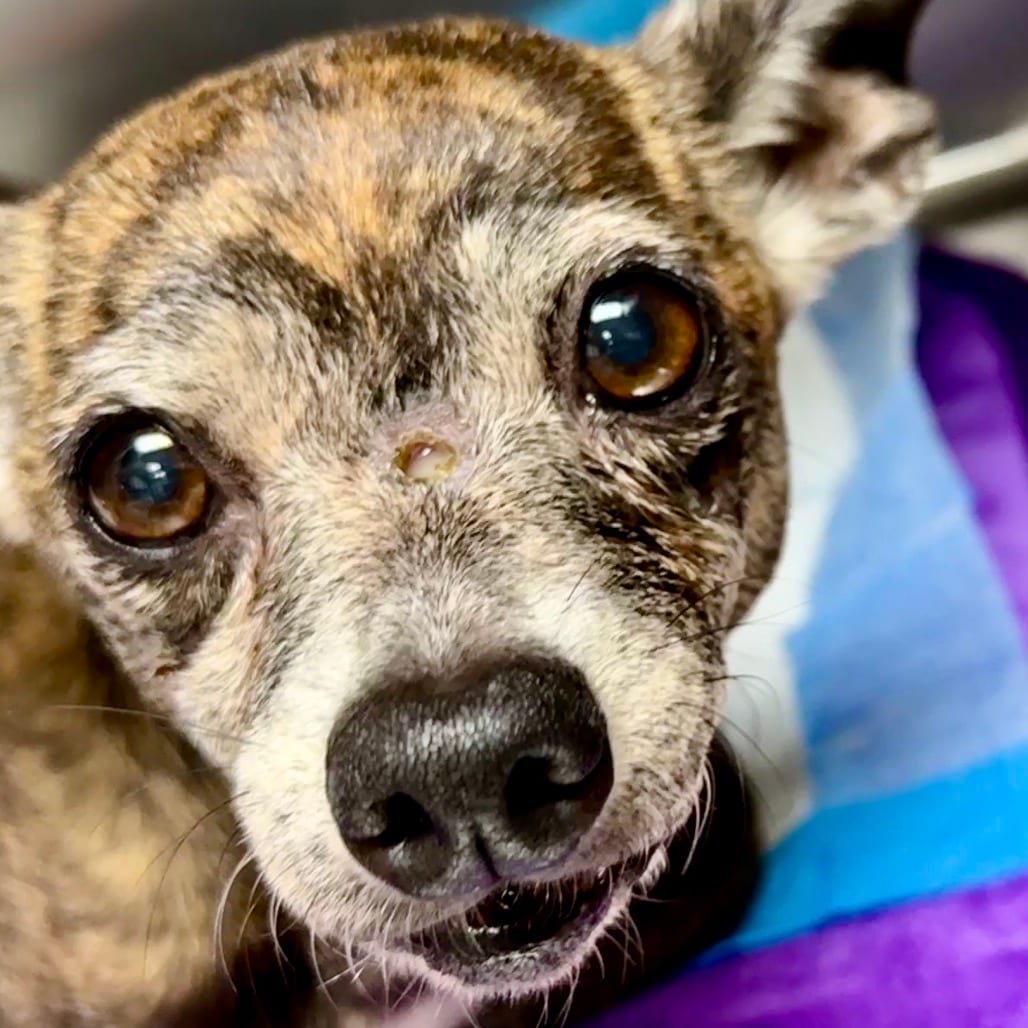 Photo of Lacey, adoptable senior Chihuahua / Mixed Breed (Small) in Potomac, Maryland