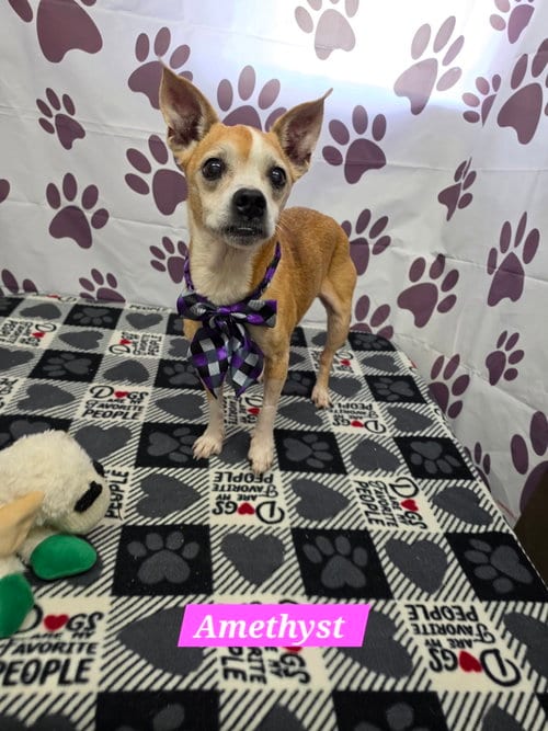 Photo of Amethyst, adoptable senior Boston Terrier in Metairie, Louisiana