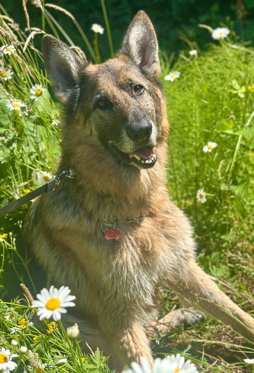 Photo of Rico, adoptable senior German Shepherd Dog in Seattle, Washington