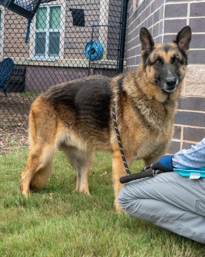 Photo of Asteroid, adoptable senior dog in Chamblee, Georgia