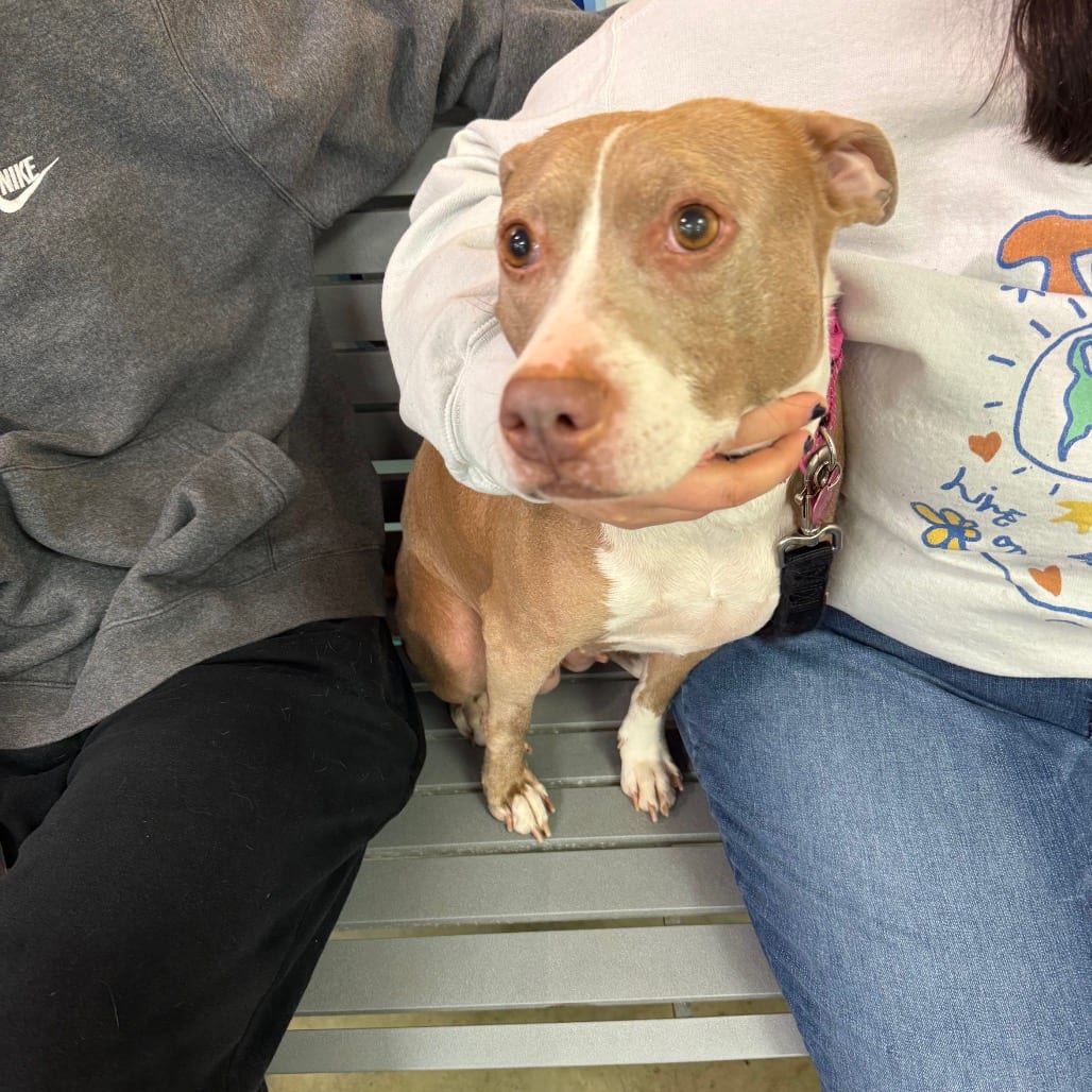 Photo of Darcy, adoptable senior Mixed Breed (Medium)