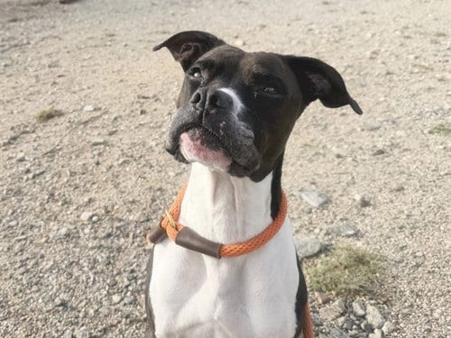 Photo of Moony, adoptable senior Boxer in Phoenix, Arizona