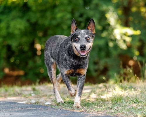 Photo of Sonny, adoptable senior Cattle Dog in Durham, North Carolina