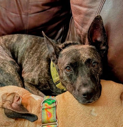 Photo of Birdie, adoptable senior dog in Atlanta, Georgia