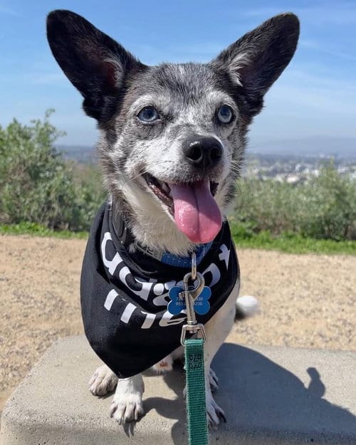 Photo of Calvin, adoptable senior Chihuahua in Corona, California
