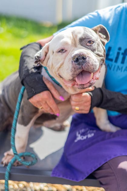 Photo of Estelle, adoptable senior dog in Chamblee, Georgia
