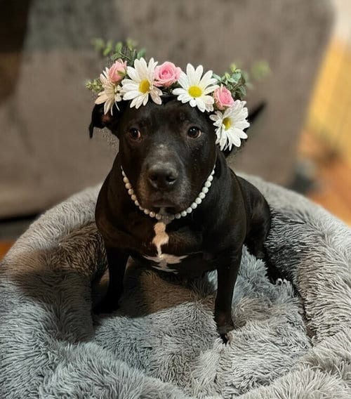 Photo of Chyna, adoptable senior American Pit Bull Terrier in Caldwell, New Jersey