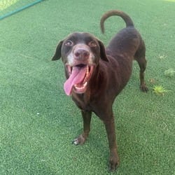 Photo of Cooper 2755, adoptable senior Labrador Retriever Mixed Breed (Medium) in Loxahatchee, Florida