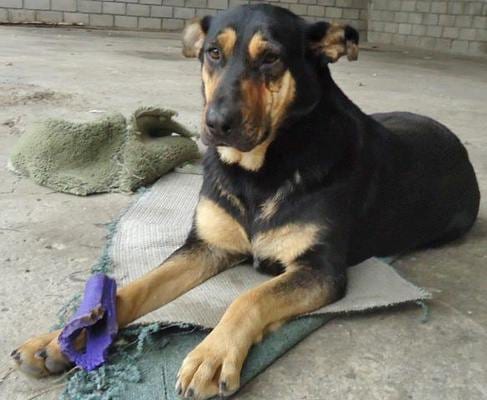 Photo of Alice, adoptable senior Shepherd in San Diego, California