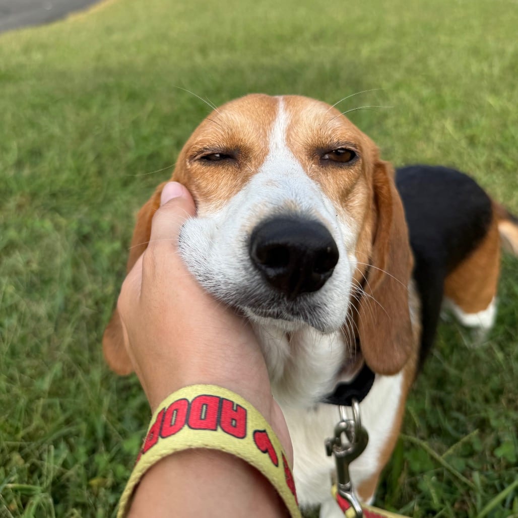 Photo of Ginger, adoptable senior Beagle in Fairfax Station, Virginia