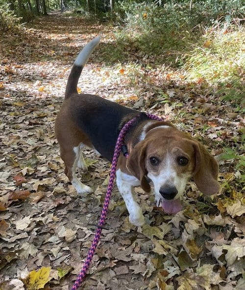 Cooper, adoptable senior Beagle in Chester, NJ