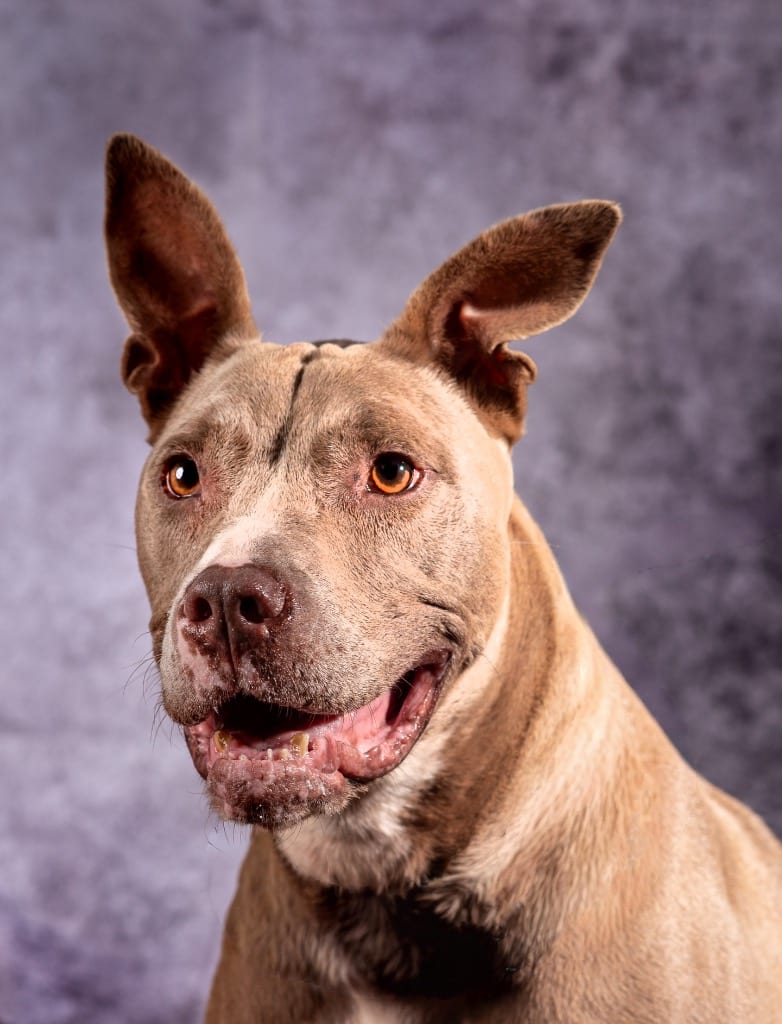 Photo of Cherub, adoptable senior Mixed Breed in Ocala, Florida
