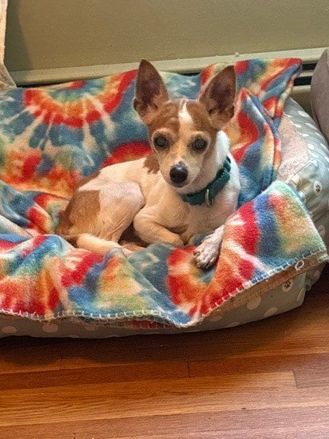 Photo of Chikki, adoptable senior Chihuahua in Elmsford, New York