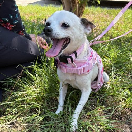 Photo of Tess, adoptable senior Chihuahua in Spring Lake, North Carolina