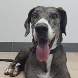 Photo of Nelly, adoptable senior Great Dane in Bullard, Texas