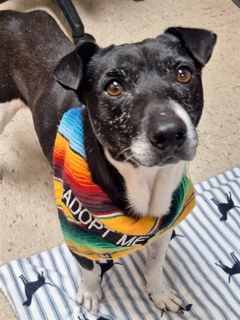Photo of Tito, adoptable senior Smooth Fox Terrier in Killeen, Texas