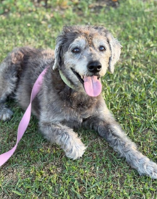 Photo of Edith, adoptable senior Schnauzer in San Diego, California
