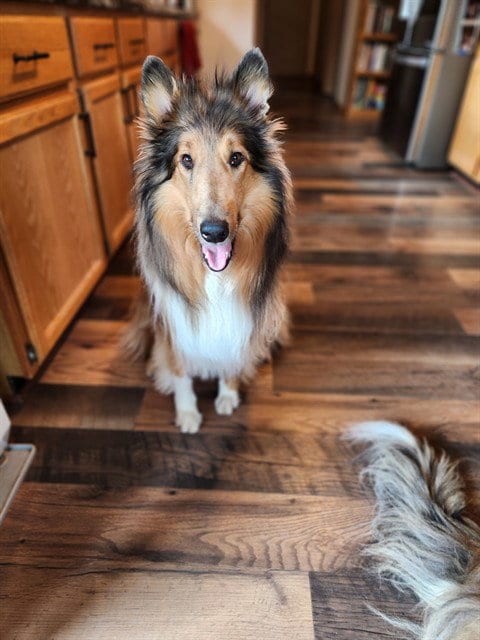Photo of Raven, adoptable senior Collie in Fairbanks, Alaska