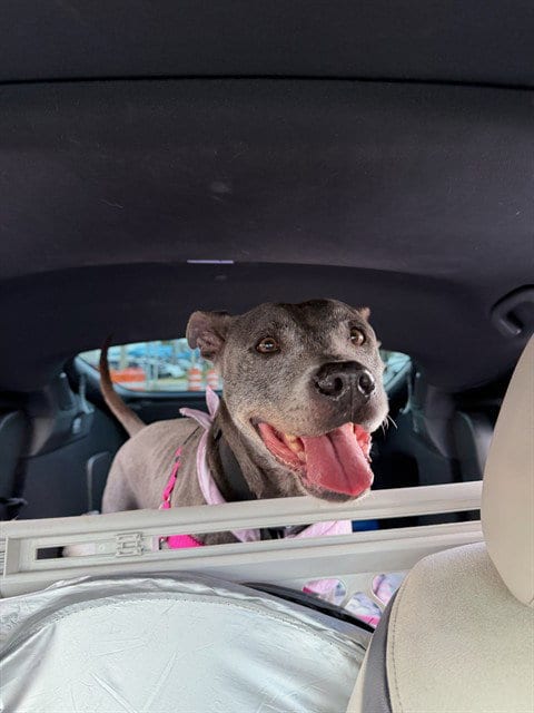 Photo of Brina, adoptable senior American Bulldog in Miami, Florida