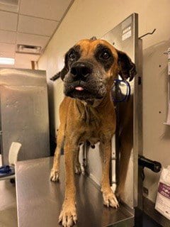 Photo of Bessy, adoptable senior Mastiff in Miami, Florida
