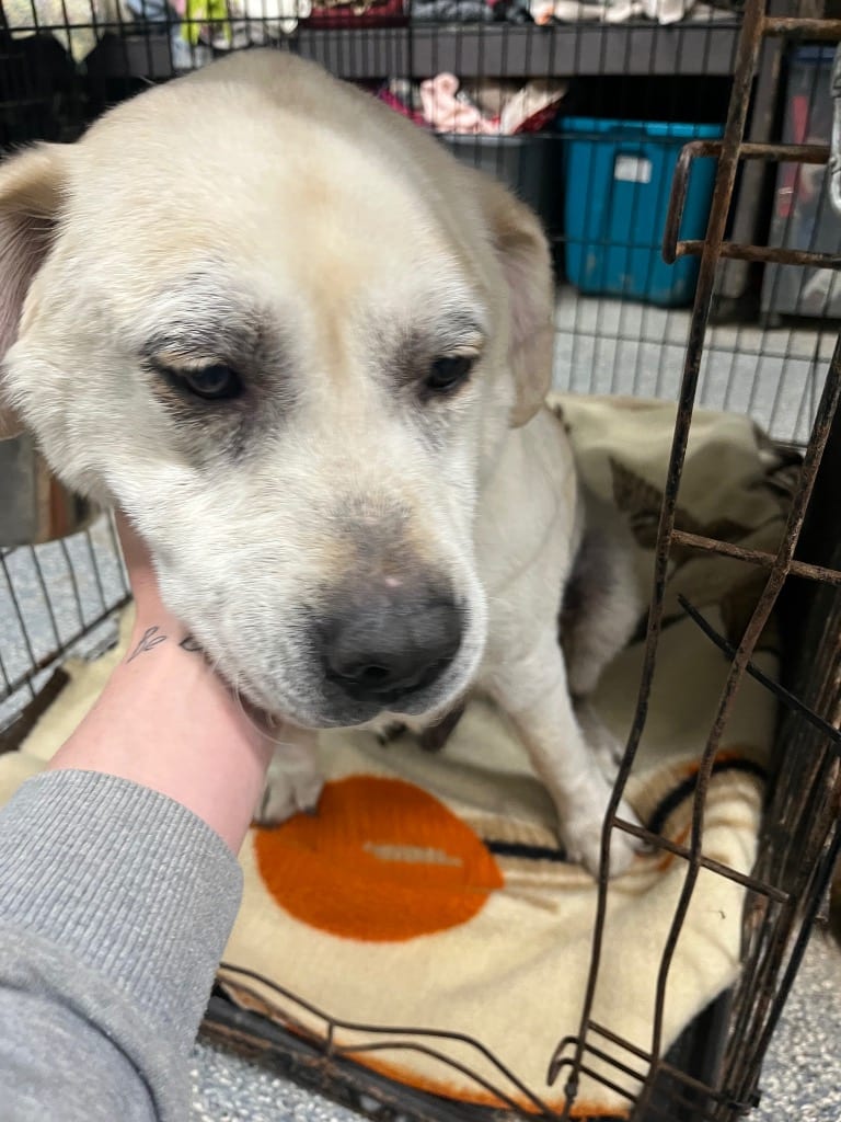 Photo of Gus, adoptable senior Labrador Retriever in Brazil, Indiana