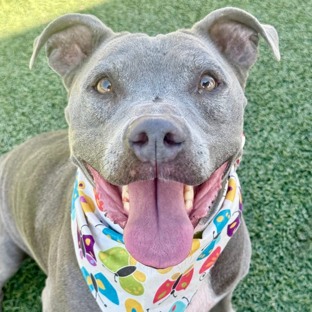 Photo of Chyna, adoptable senior Terrier, Pit Bull in Henderson, Nevada