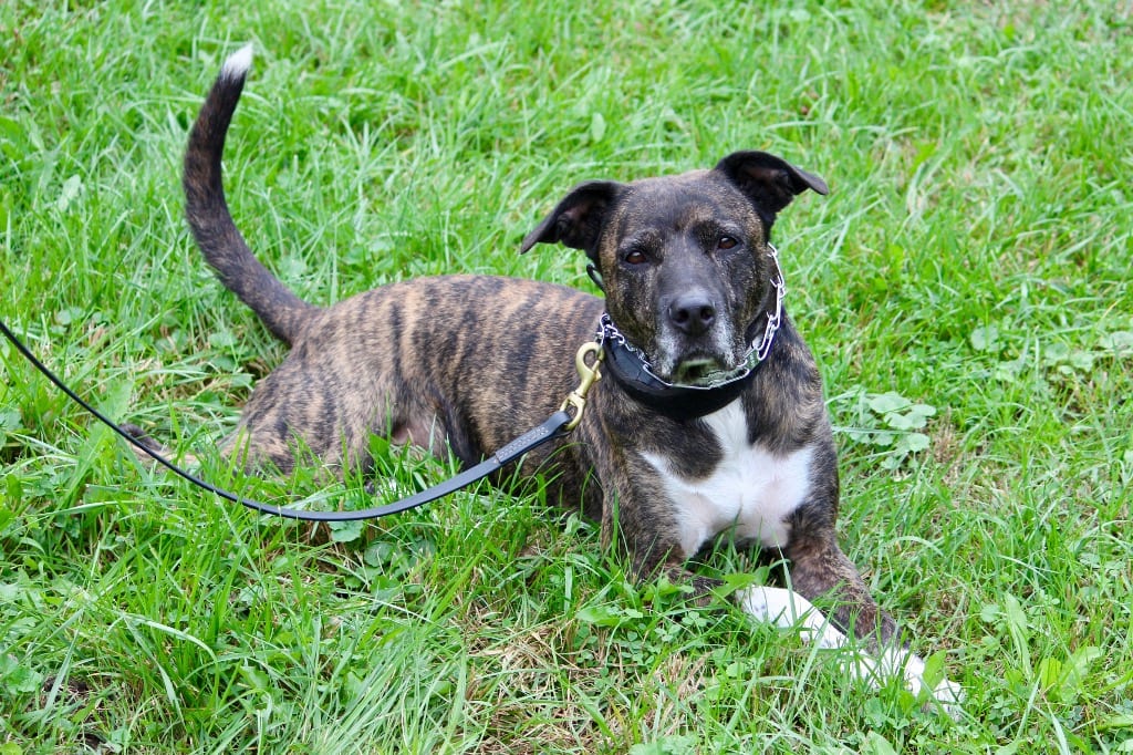 Photo of Leo, adoptable senior Mixed Breed in Brazil, Indiana