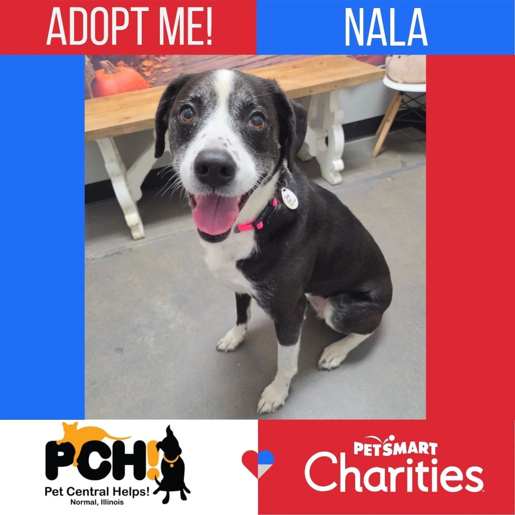 Photo of Nala, adoptable senior Shepherd, Australian / Retriever, Labrador in Normal, Illinois