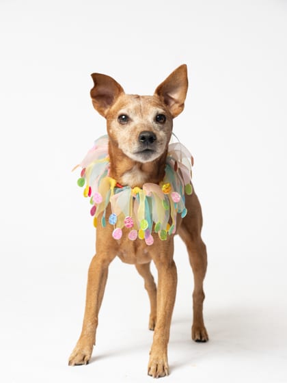 Photo of Nibbles, adoptable senior dog in Atlanta, Georgia