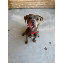 Photo of Junie B Bug, adoptable senior American Pit Bull Terrier in Baton Rouge, Louisiana