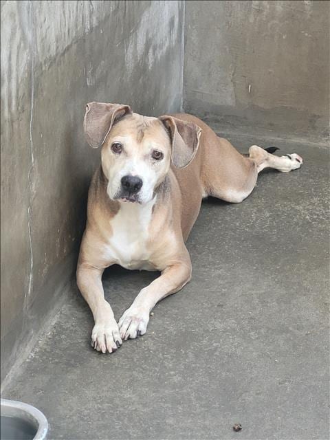 Photo of Little Bit, adoptable senior Staffordshire Bull Terrier in Van Nuys, California