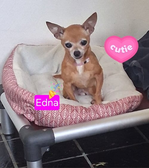 Photo of Edna Mae, adoptable senior Chihuahua in San Diego, California
