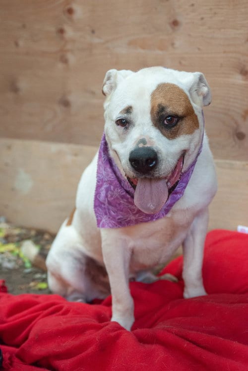 Sporty Spots, adoptable senior American Bulldog in Inglewood, CA