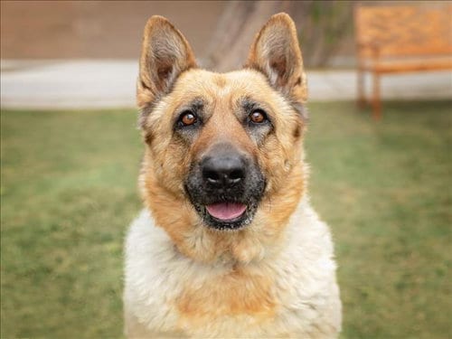 Photo of Estrella, adoptable senior German Shepherd Dog in Las Vegas, Nevada