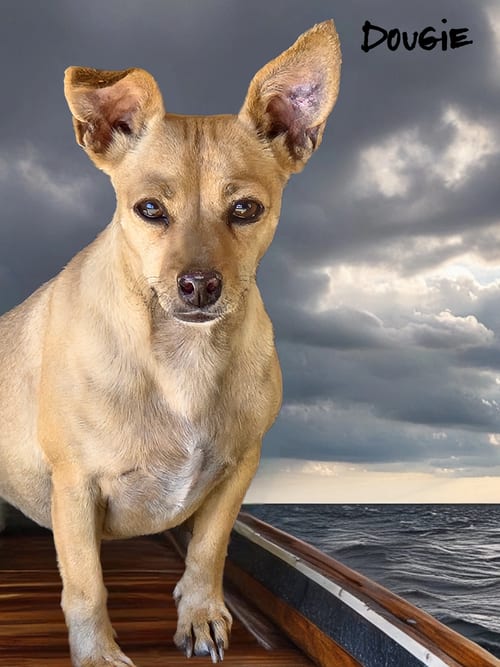 Photo of Dougie, adoptable senior Chihuahua in Phelan, California