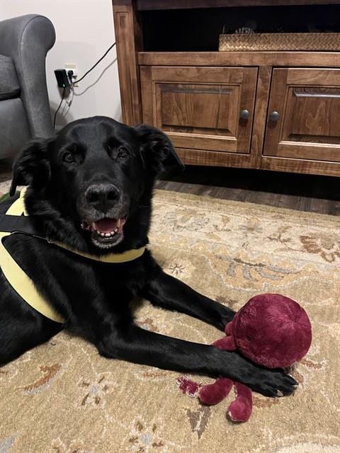 Photo of Hawkeye, adoptable senior German Shepherd Dog in St Peters, Missouri