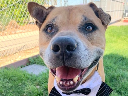 Photo of Harvey, adoptable senior dog in Georgetown, Texas