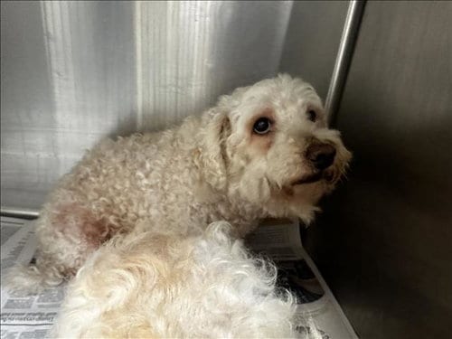 Photo of Brownie, adoptable senior Poodle (Miniature) in Los Angeles, California