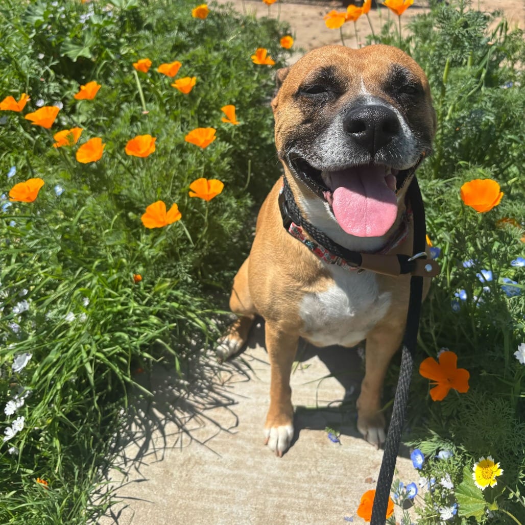 Photo of Nova, adoptable senior Mixed Breed (Large) / Terrier, American Pit Bull in California, California